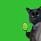 cat detective school hindustani, курсы английского языка,